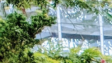 El espectáculo de flores en Garfield Park Conservatory es ideal para celebrar a las madres.