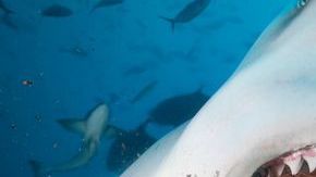 0_Close-up-of-bull-sharks-teeth