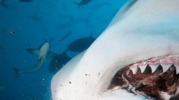 0_Close-up-of-bull-sharks-teeth