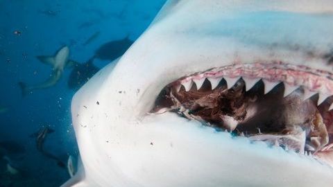 0_Close-up-of-bull-sharks-teeth