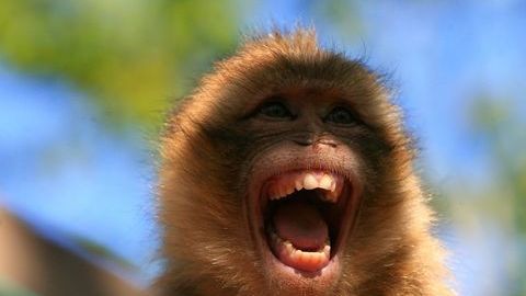 0_PAY-CEN-BeatenUpMonkey-06