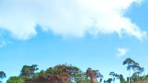 La deforestación en Filipinas.