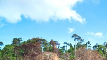 La deforestación en Filipinas.