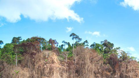 La deforestación en Filipinas.