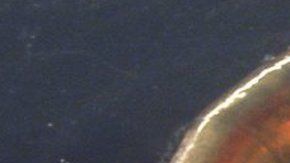 Camarones de cinco ríos estaban contaminados.