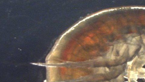 Camarones de cinco ríos estaban contaminados.