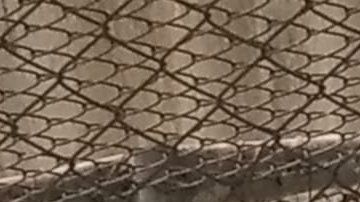 "Es un ave loca y nadie se mete con él, como los ladrones pudieron darse cuenta".