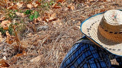 La Unión Europea desarrolla una agricultura sostenible.