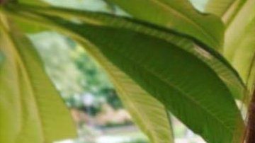 Hailey fue diagnosticada a los 17 años.