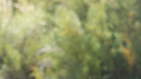 Sarasola ha debido desafiar creencias populares.