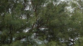 Mujeres menonitas en Colonia Oriente, Bolivia.