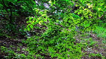 El mapa muestra la simbiosis que ocurre en las raíces de los árboles.