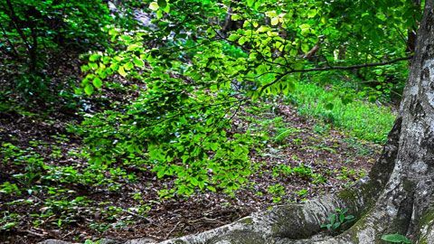 El mapa muestra la simbiosis que ocurre en las raíces de los árboles.