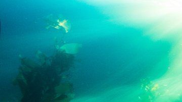 El quelpo vive en el Ártico.