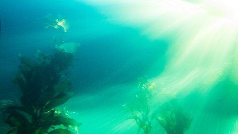 El quelpo vive en el Ártico.