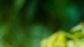 Las madres bonobo usan diferentes estrategias.