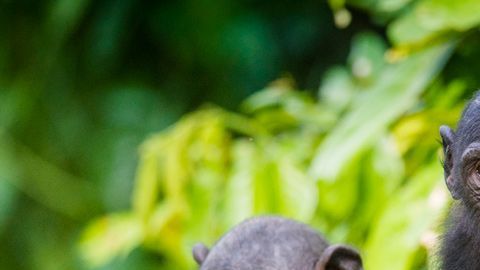 Las madres bonobo usan diferentes estrategias.