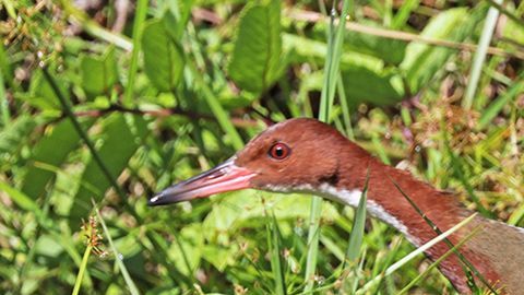 Esta rara ave evolucionó dos veces.