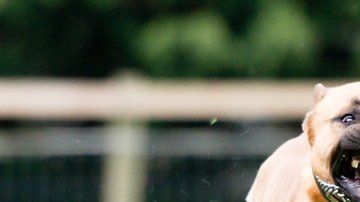 Las mordeduras de perros pueden causar graves lesiones.