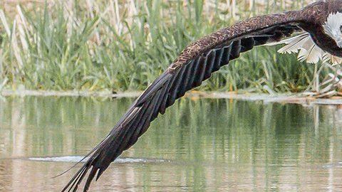 La foto viral del águila Bruce que tomó Steve Bito.