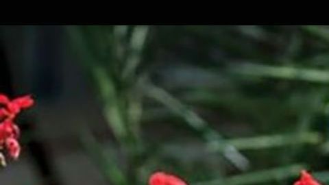 Mamitu Gashe se convirtió en una de las mejores cirujanas de fístulas, a pesar de no haber sabido leer ni escribir.