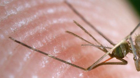 107168597_c0093034-feeding_mosquito-spl