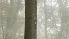 Ford Fiesta Active, el SUV de la familia