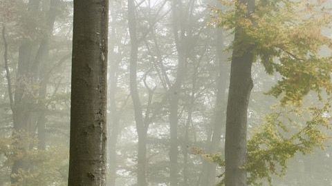 Ford Fiesta Active, el SUV de la familia