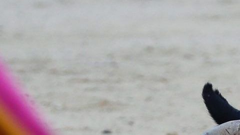 Manuel Escribano sufre una cogida durante una corrida de la Feria de San Isidro en la plaza de toros de Las Ventas de Madrid.