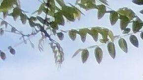 Agustina Cervera, arquitecta argentina afincada en Brooklyn, Nueva York./ A. B. N.