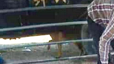 Hieren a hombre y matan 5 cerdos