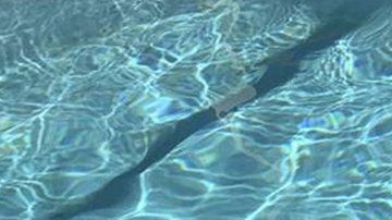 Encontraron a este cocodrilo en su piscina.