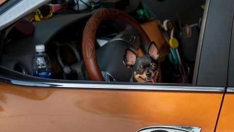 Un auto limpio y una mascota feliz es la mejor combinación