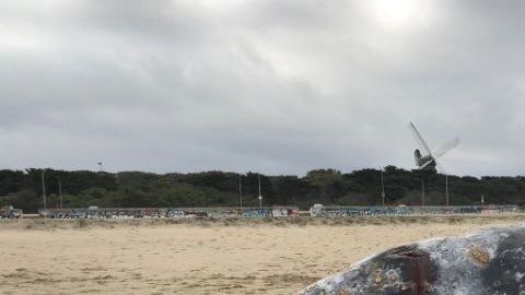 El Centro de Mamíferos Marítimos realizará una necropsia para identificar la causa de su muerte.