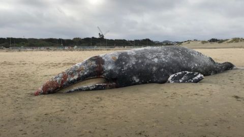 El Centro de Mamíferos Marítimos realizará una necropsia para identificar la causa de su muerte.