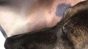 El animal no puede dejar de llorar al no encontrar a su compañero.