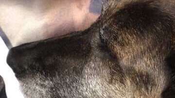 El animal no puede dejar de llorar al no encontrar a su compañero.