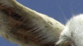 Si bien las cabras proporcionan un método rentable para limpiar la hierba y maleza, algunos ambientalistas temen que también destruyan las plantas en peligro de extinción y alteren el ecosistema.