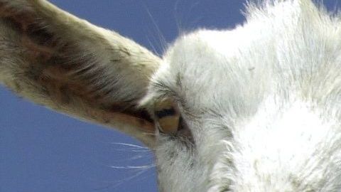 Si bien las cabras proporcionan un método rentable para limpiar la hierba y maleza, algunos ambientalistas temen que también destruyan las plantas en peligro de extinción y alteren el ecosistema.