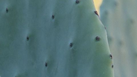 cactus-384500_1920