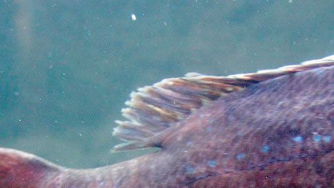 Esta especie podría causar estragos en la industria pesquera recreativa de Estados Unidos y Canadá.