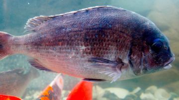 Esta especie podría causar estragos en la industria pesquera recreativa de Estados Unidos y Canadá.