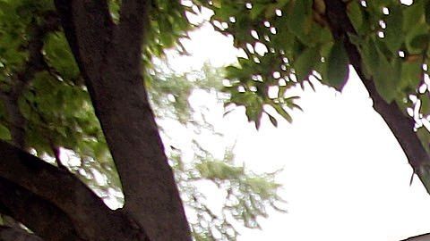 Los estafadores se beneficiaban en diversos modos, incluyendo el "robo absoluto de la propiedad.