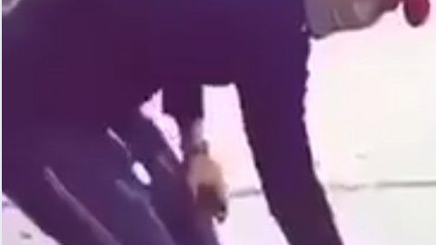 Un hombre pateó a un gato y subió el vídeo a internet.