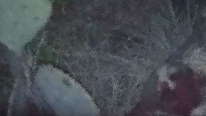 Enfrentamiento en Coahuila.