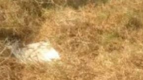 El  cadáver fue hallado dentro de bolsas negras frente al Parque Jurásico.