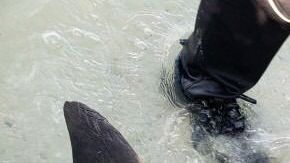 El delfín tenía en su interior una manguera de 61 centímetros.