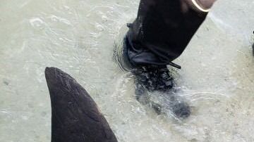 El delfín tenía en su interior una manguera de 61 centímetros.