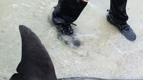 El delfín tenía en su interior una manguera de 61 centímetros.