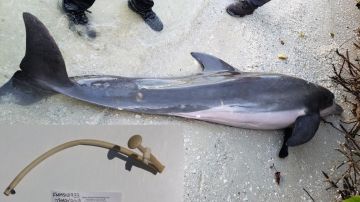 El delfín tenía en su interior una manguera de 61 centímetros.